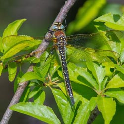 Brachytron pratense